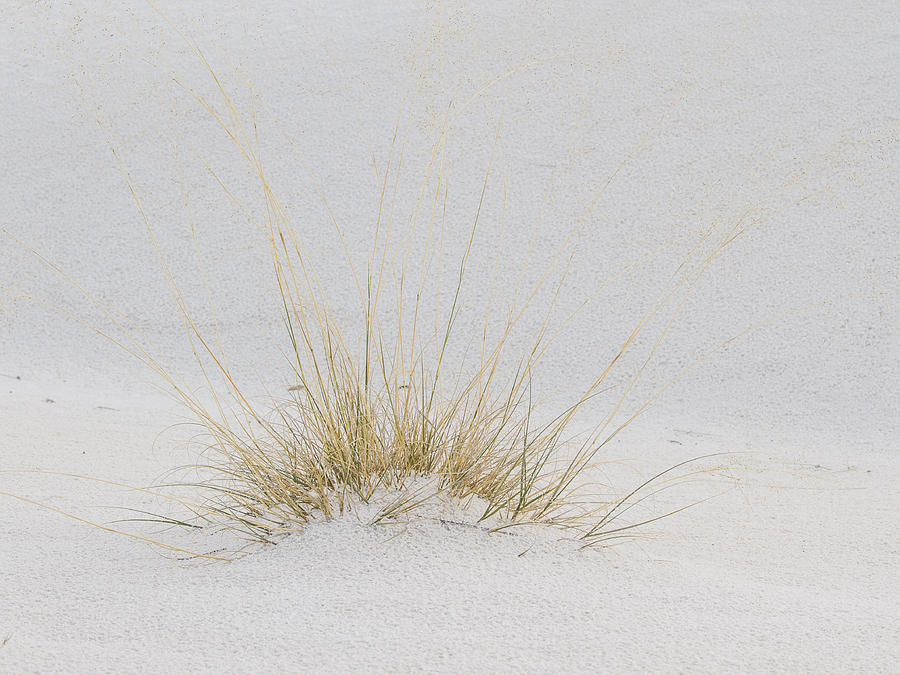 Grass Covered by White Sand Photograph by Jean Noren