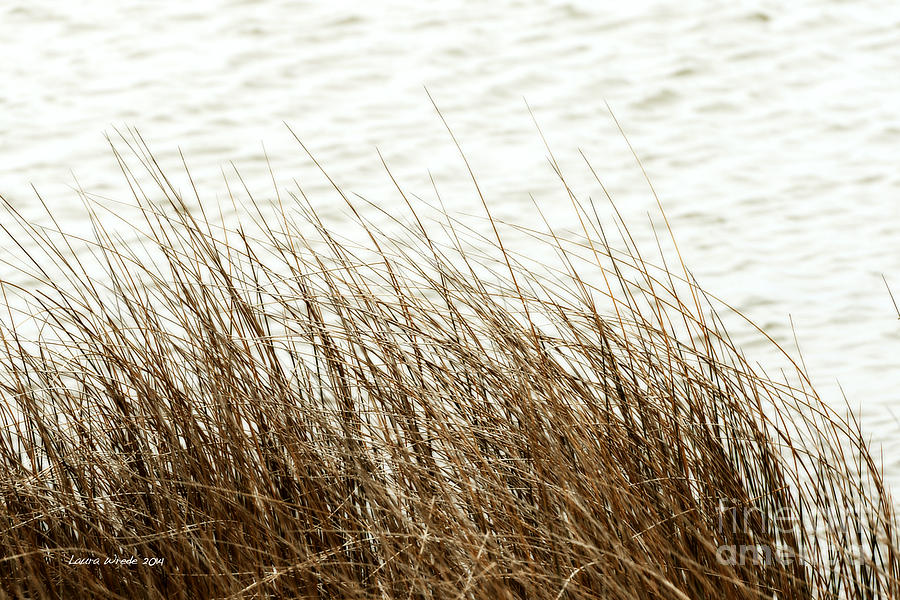 Grass Down by the Shore of Virginia Beach Photograph by Artist and Photographer Laura Wrede