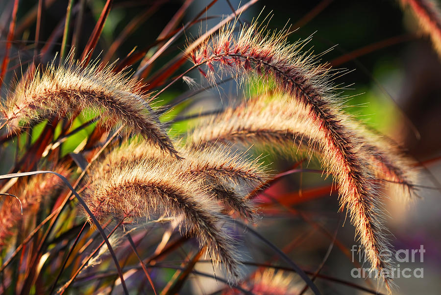 Nature Photograph - Grass ears by Elena Elisseeva
