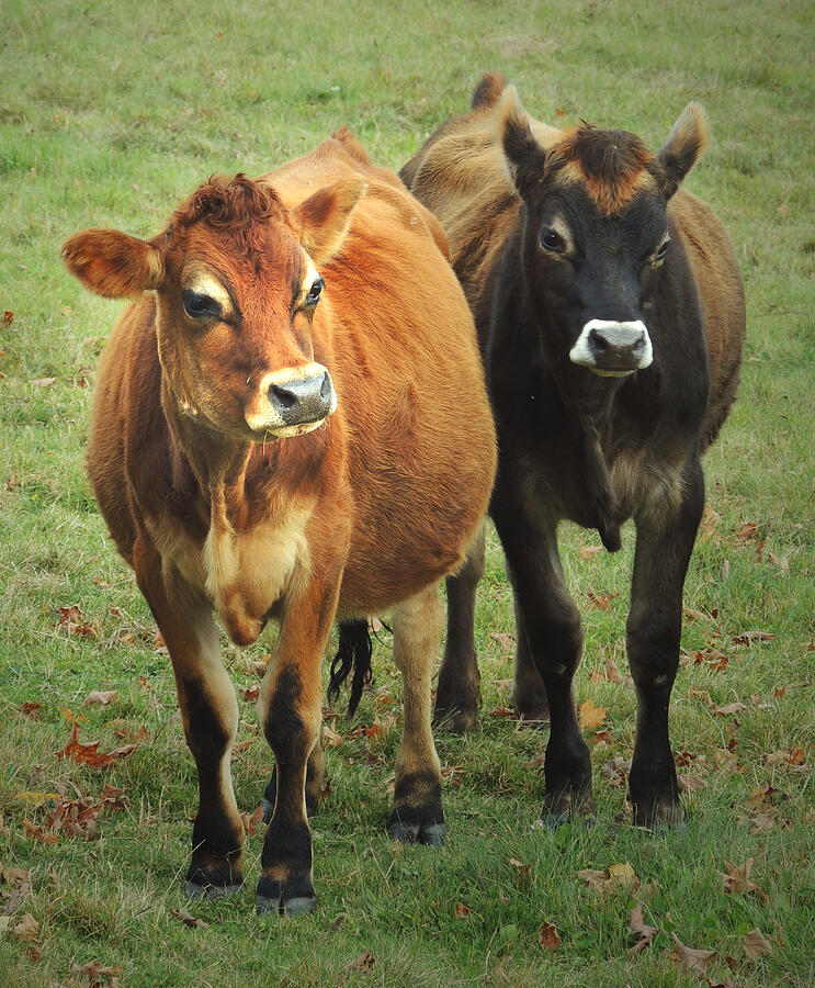 Grass Fed Happy Cows Photograph by Nancy Griswold Pixels
