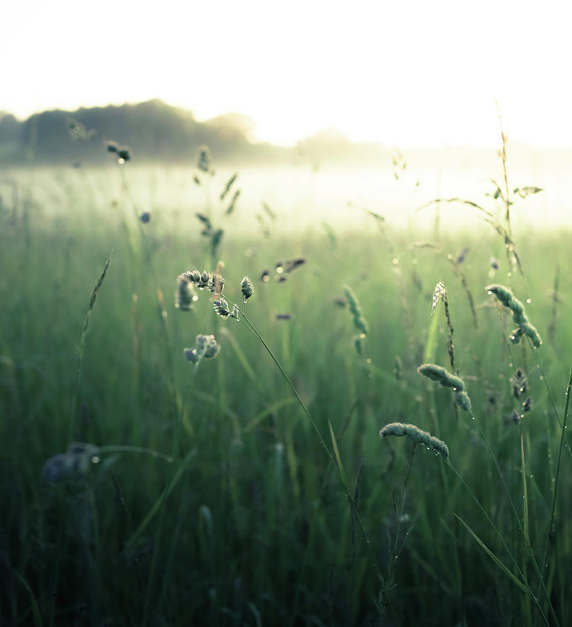Grass Field Photograph by Lise Ulrich Fine Art Photography