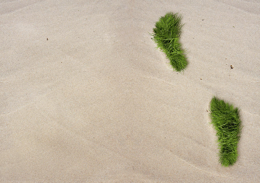 Grass Footprints On A Sandy Beach Photograph by Luxx Images