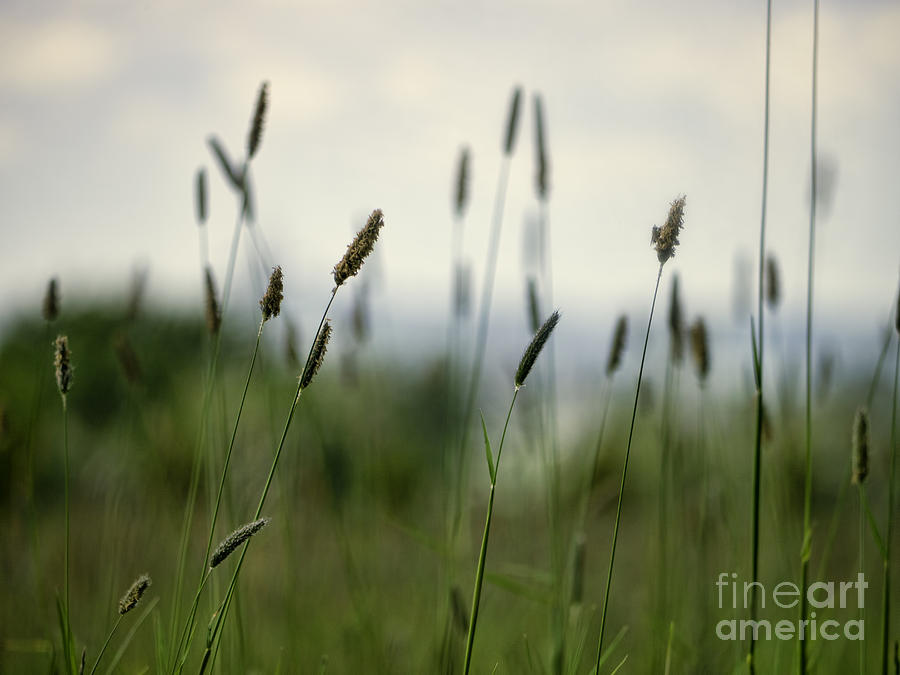 Summer Photograph - Grass by Gillian Singleton