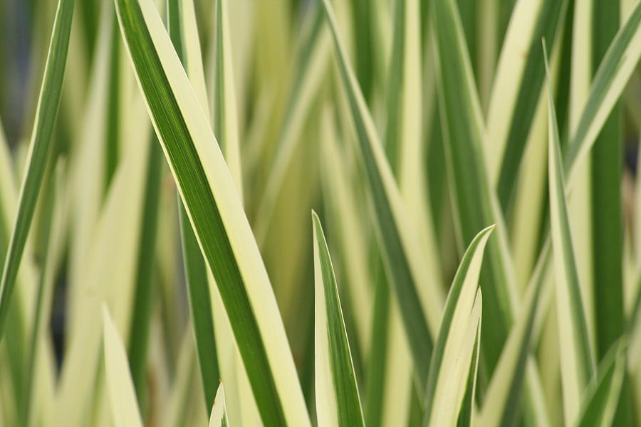 Grass Photograph - Grass Grass Everywhere by Tony Gustina