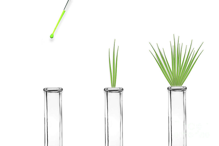Grass Growing From Test Tube Photograph by Sigrid Gombert