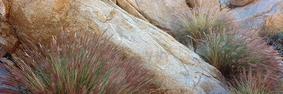 Grass Growing On Rocks, Anza Borrego Photograph by Panoramic Images