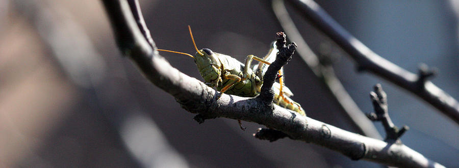 Bugs Photograph - Grass Hopper by Amanda Bangham