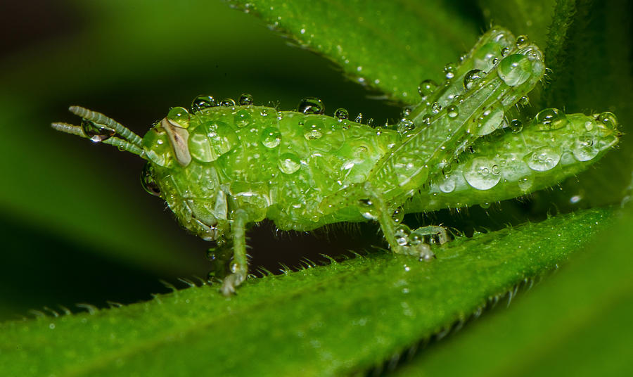 Grass hopper in the rain Photograph by Tin Lung Chao