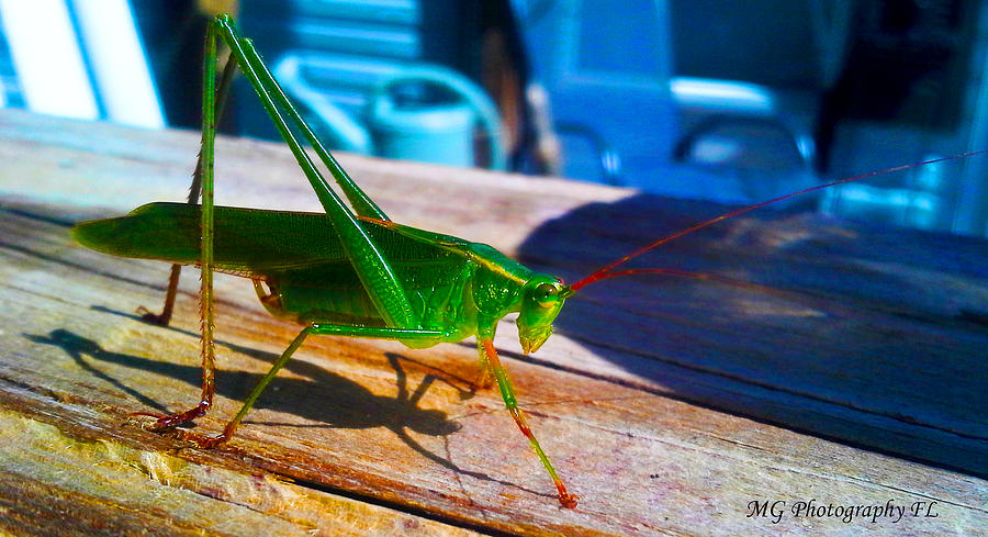 Cricket Photograph - Grass Hopper by Marty Gayler Cricket Photograph - Grass Hopper by Marty Gayler