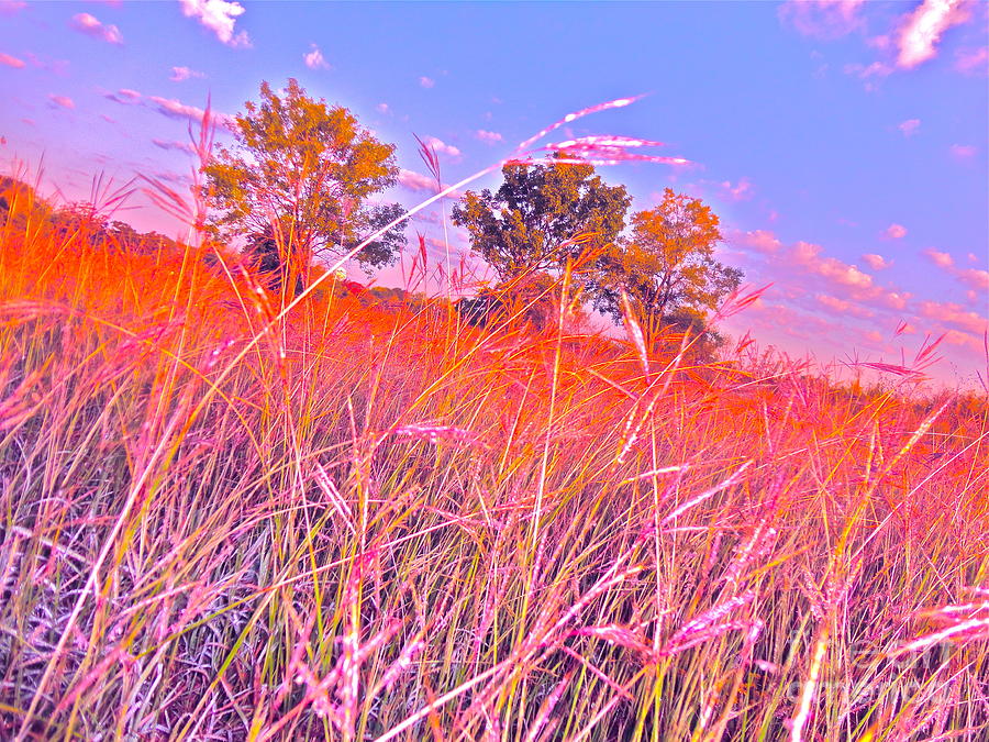 Grass Impressionistic Photograph