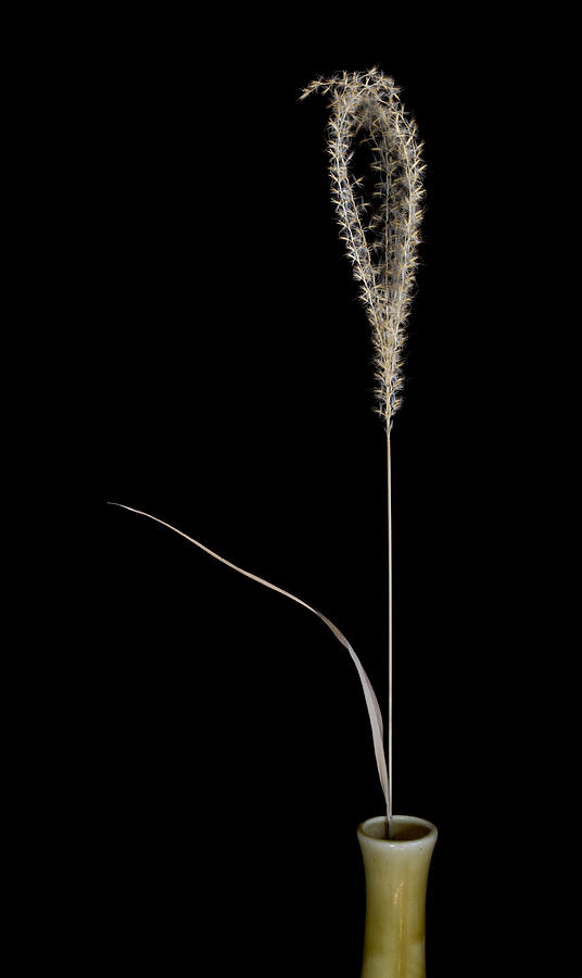 Grass In A Vase Photograph by Robert Woodward