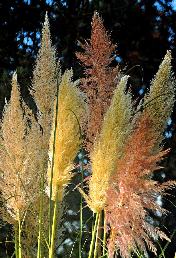 Grass in Color Photograph by Michael Bruce