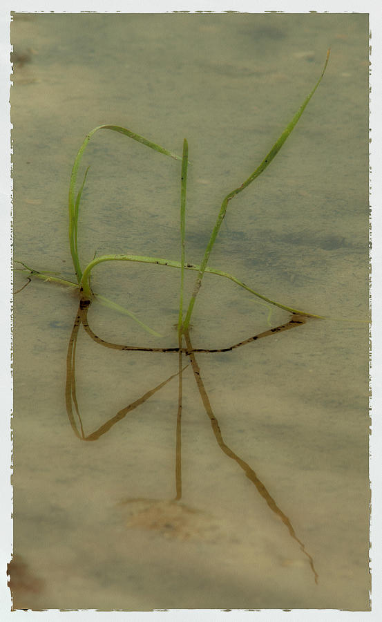 Grass In Pond 2 Photograph by Terry Smith Fine Art America