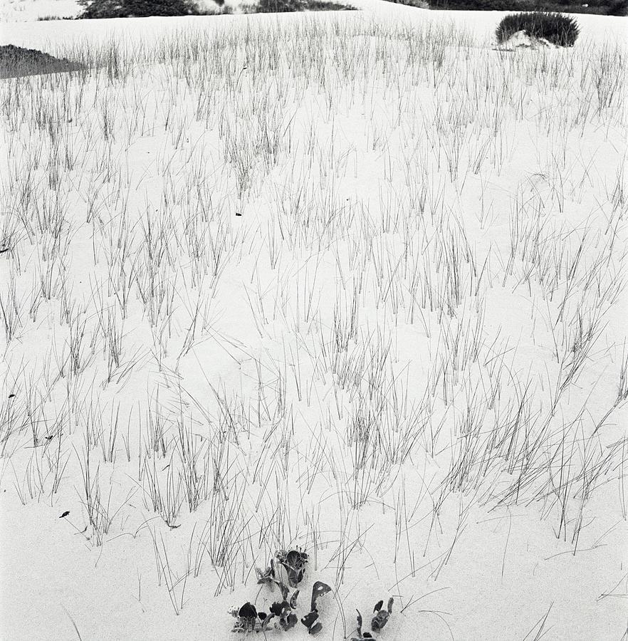 Grass In Sand Photograph by Horst P. Horst Grass In Sand Photograph by Horst P. Horst