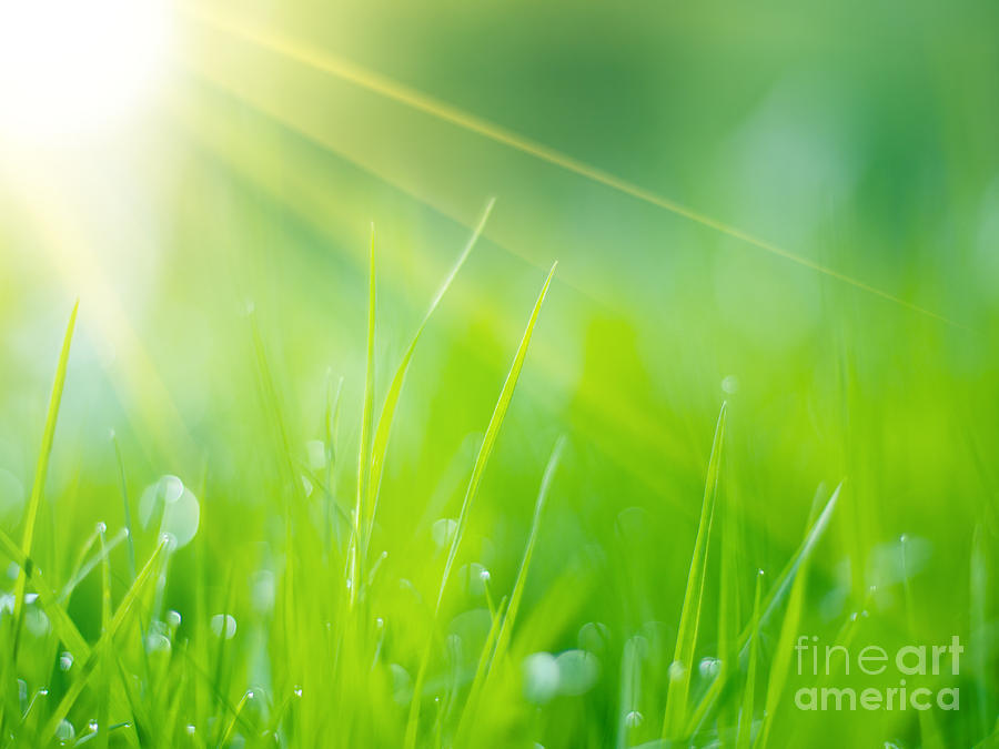 Grass In Sunshine Photograph By Konstantin Sutyagin Fine Art America