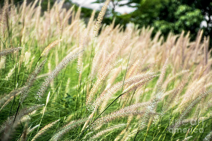 Summer Photograph - Grass in the breeze by James Hunt