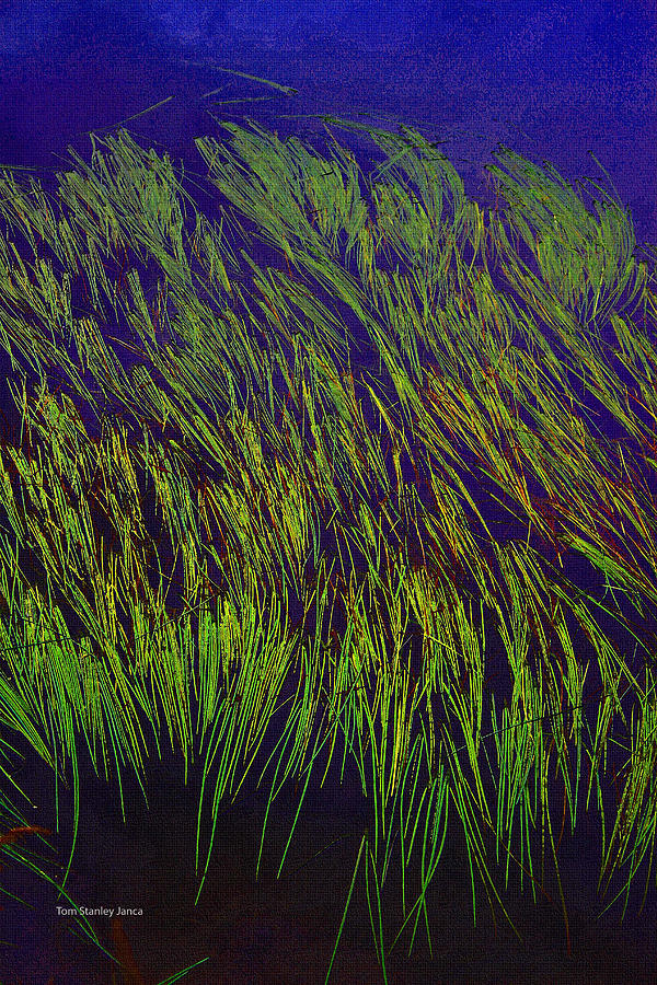 Grass In The Lake Photograph by Tom Janca