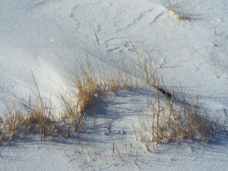 Grass In The Snow Photograph by Caryl J Bohn