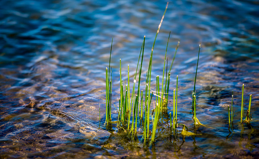 Grass In The Water Photograph