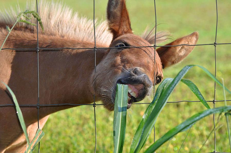 Grass Is Greener Photograph by Charlotte Schafer