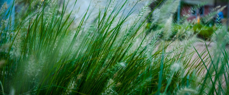 Grass Photograph - Grass Land  by DeWaun Lacy