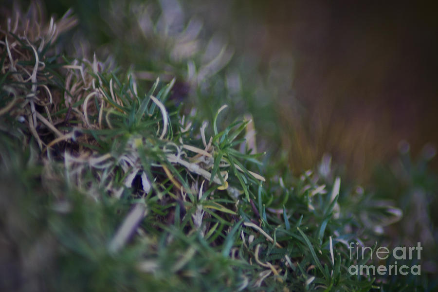 Grass moss Photograph by Joel Loftus