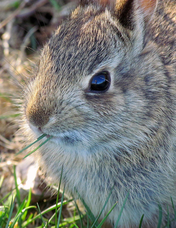 Grass-Munching Bunny Photograph by Lori Lafargue