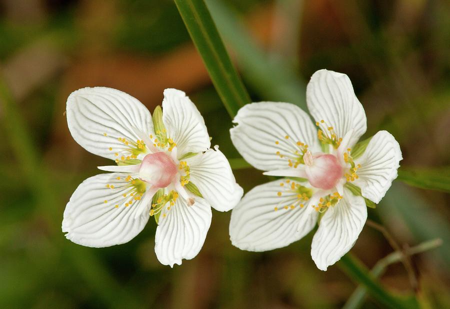 Grass-of-parnassus (parnassia Palustris) Photograph by Bob Gibbons/science Photo Library