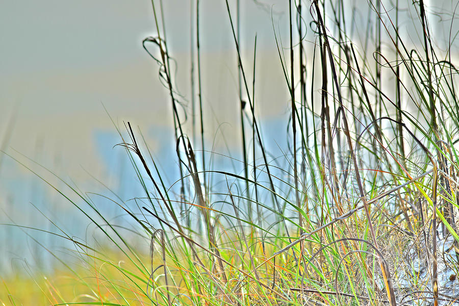 Grass of the Dunes Photograph by Gary Smith