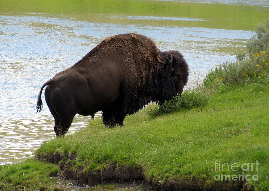 Yellowstone National Park Photograph - Grass On The Other Side. Yellowstone Bison by Ausra Huntington nee Paulauskaite