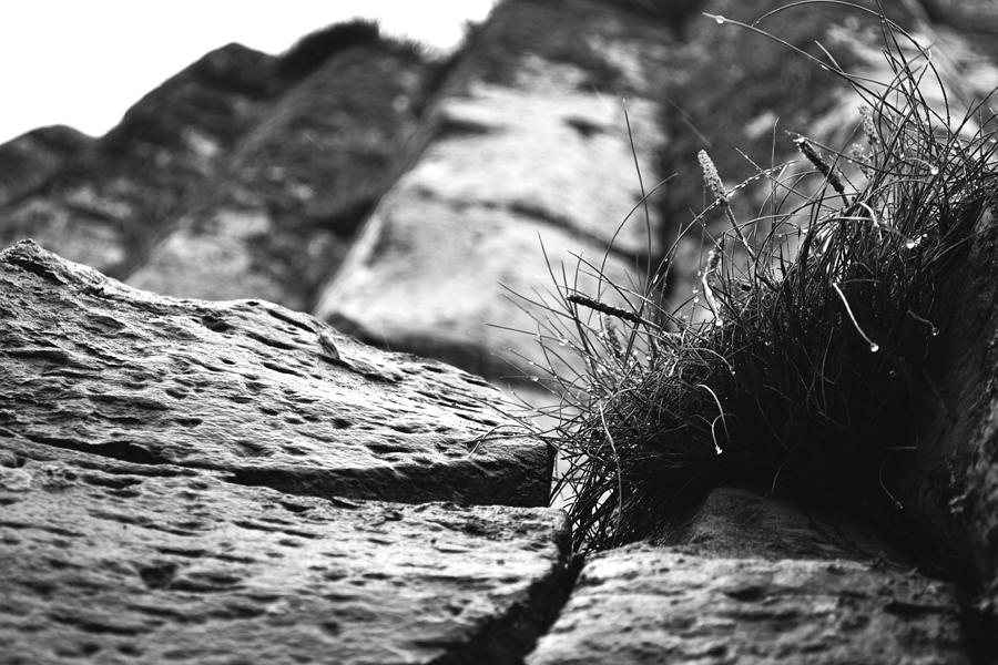 Black And White Photograph - Grass on the Rocks by Peter McAuley