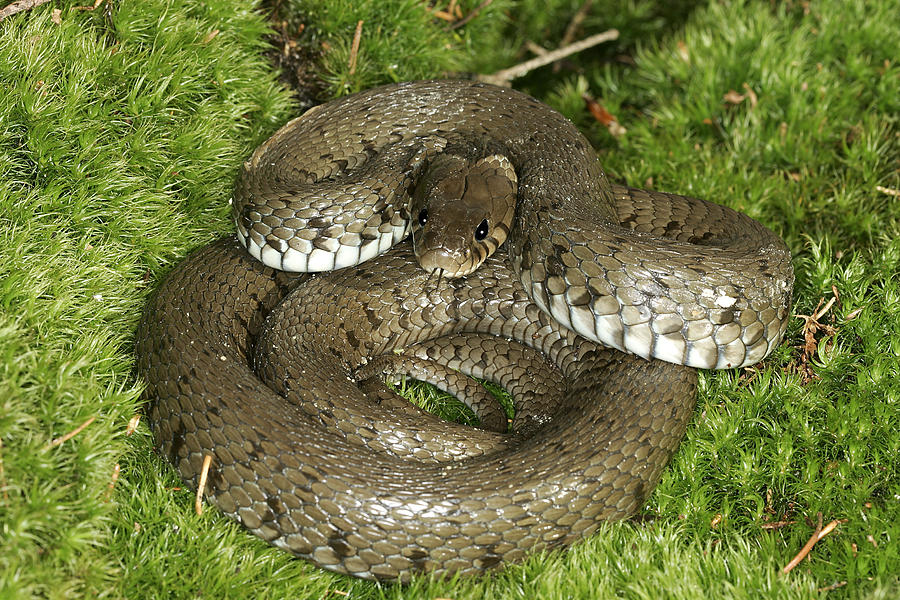 Grass Or Ringed Snake Photograph by M. Watson