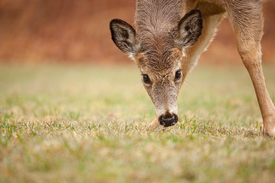 Deer Photograph - Grass Pickins by Karol Livote