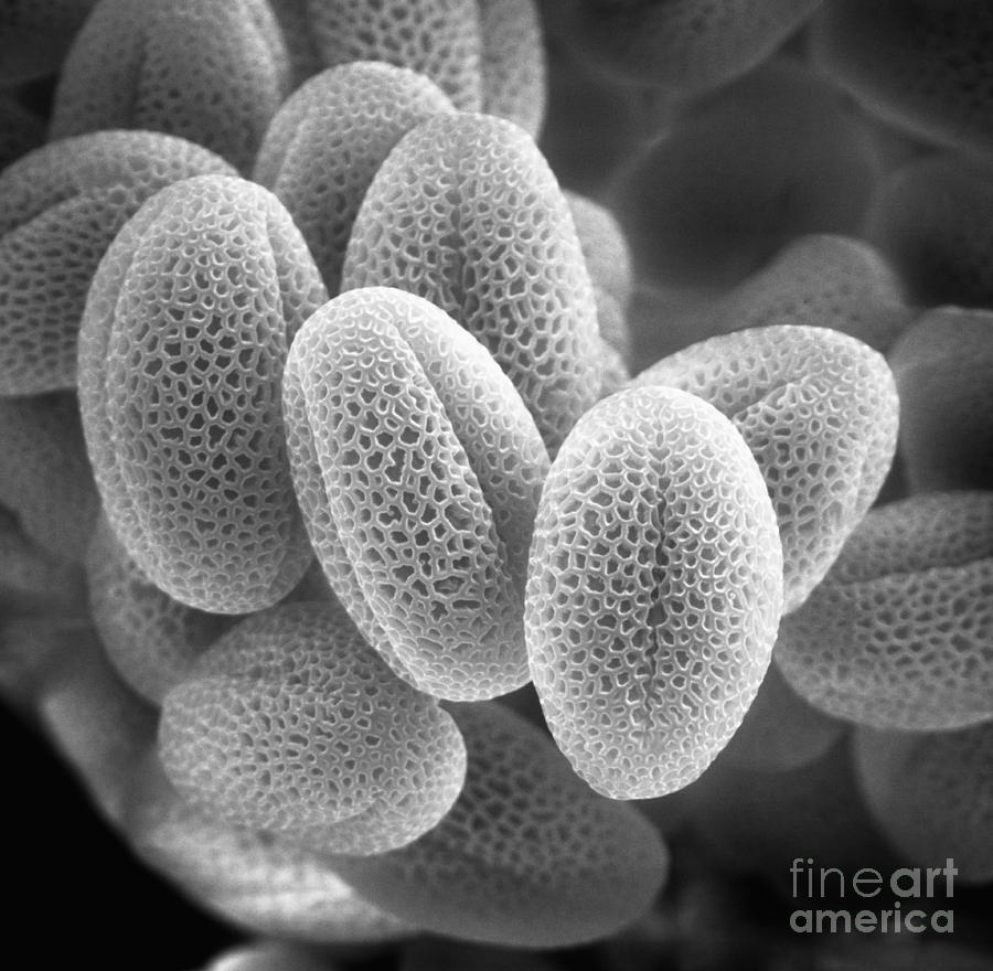Sem Photograph - Grass Pollen Sem X38,000 by David M. Phillips