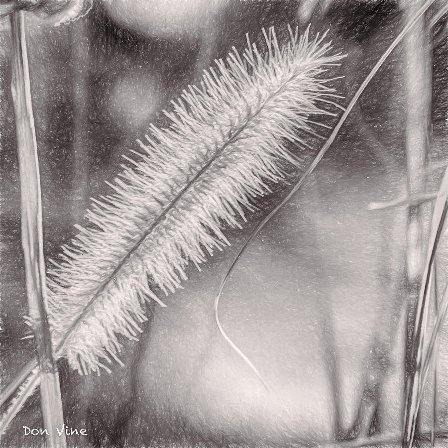 Grass Seed Head  bw Photograph by Don Vine