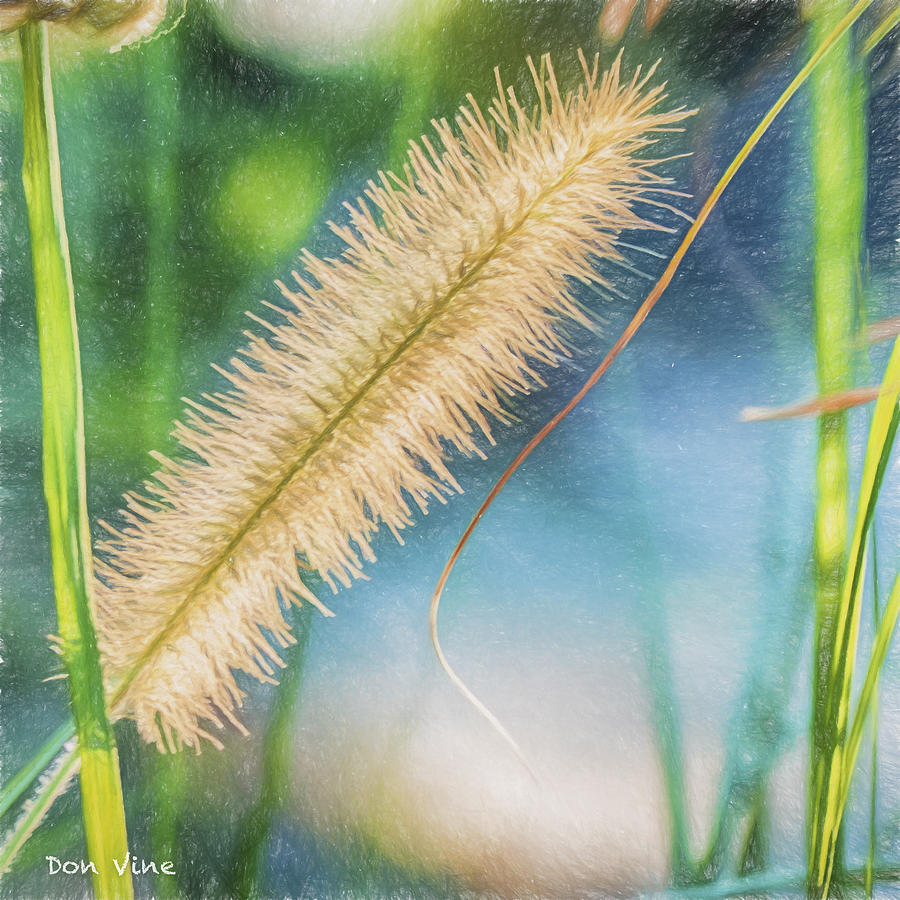 Grass Seed Head Photograph by Don Vine