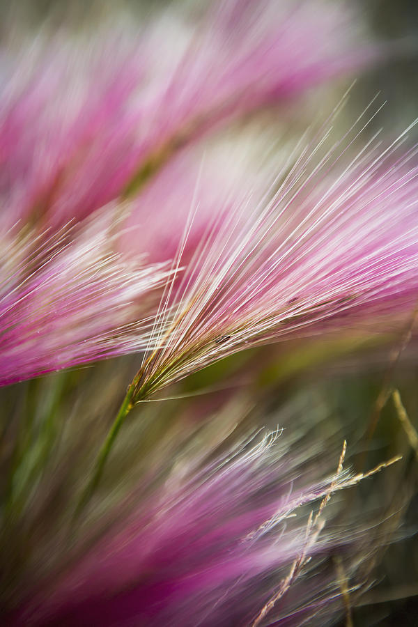 Nature Photograph - Grass Seed Heads During Short Summer by Toby Adamson