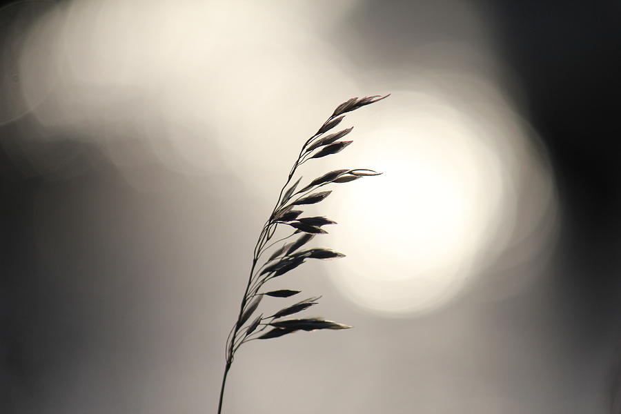 Grass Seed Photograph by Trent Mallett