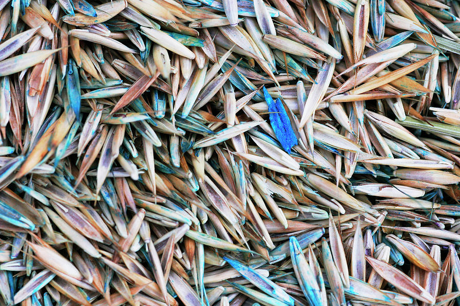 Grass Seeds Photograph by Emmeline Watkins/science Photo Library