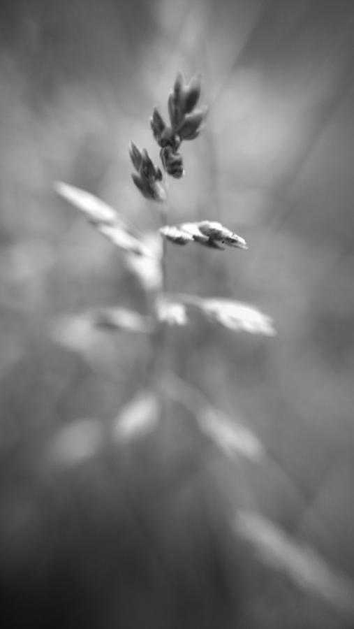 Grass Seeds in Black and White Photograph by Kelly Hazel