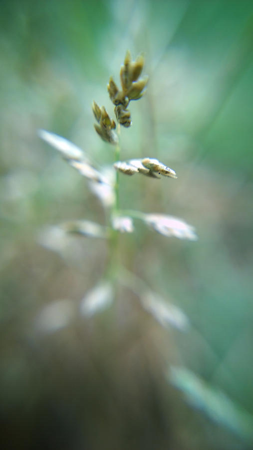 Grass Seeds  Photograph by Kelly Hazel