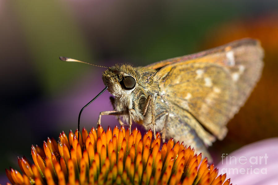 Grass Skipper feeding Photograph by Bernd Laeschke