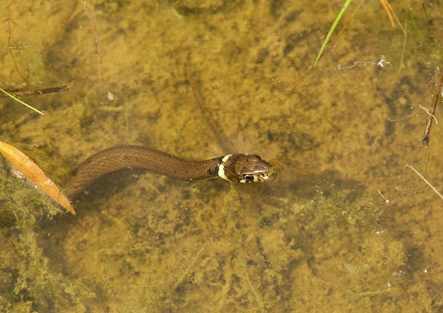 Grass Snake Photograph by Bob Gibbons/science Photo Library