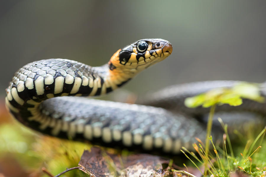 Grass snake Photograph by DamianKuzdak