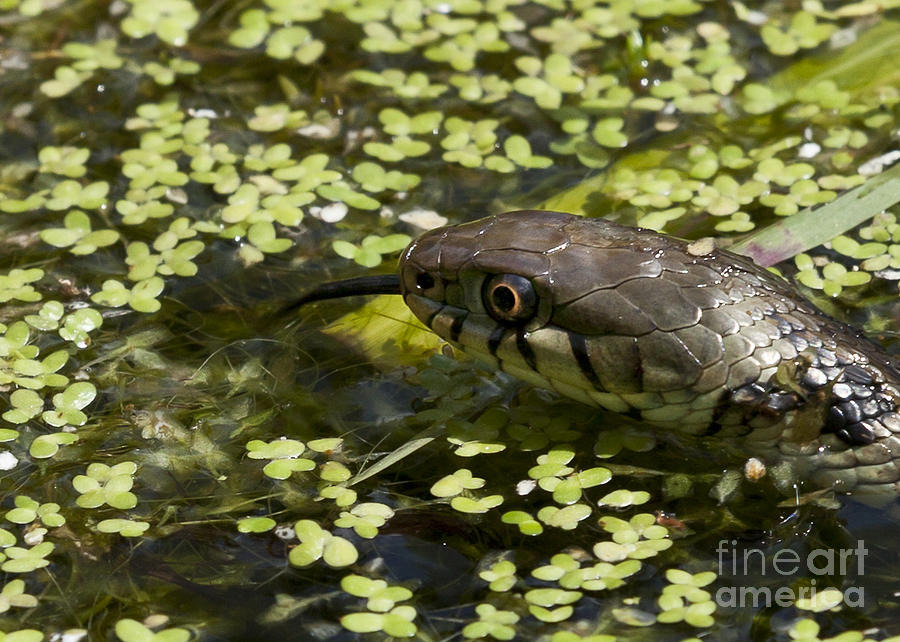 Grass Snake in Water Photograph by Philip Pound - Pixels