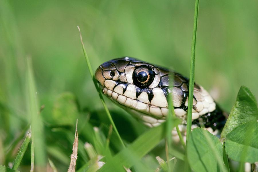 Grass Snake (natrix Natrix) Photograph by John Devries/science Photo Library