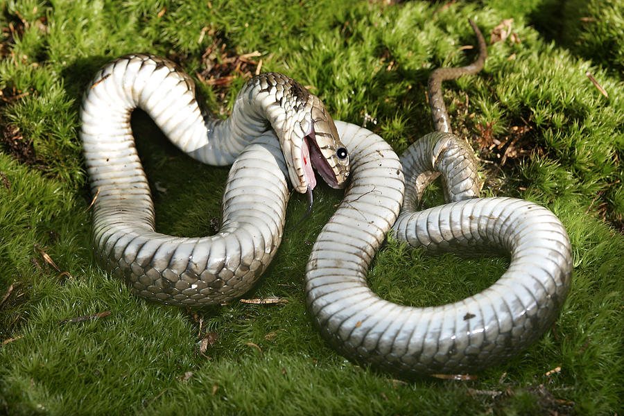 Coiled Grass Snake playing dead by lying upside down with