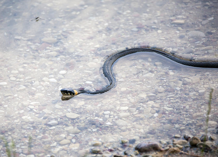 Grass-snake Photograph by Ramunas Bruzas