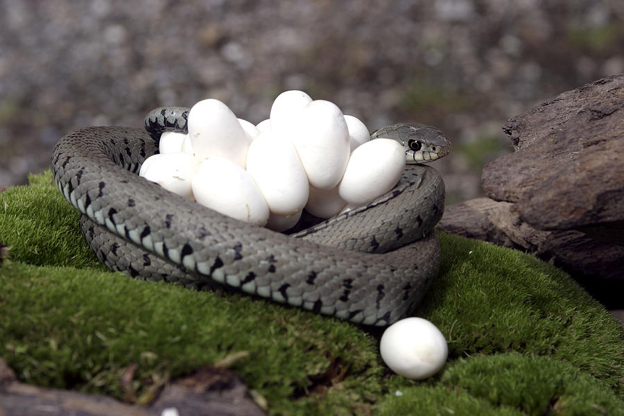 Grass Snake With Eggs Photograph by M. Watson