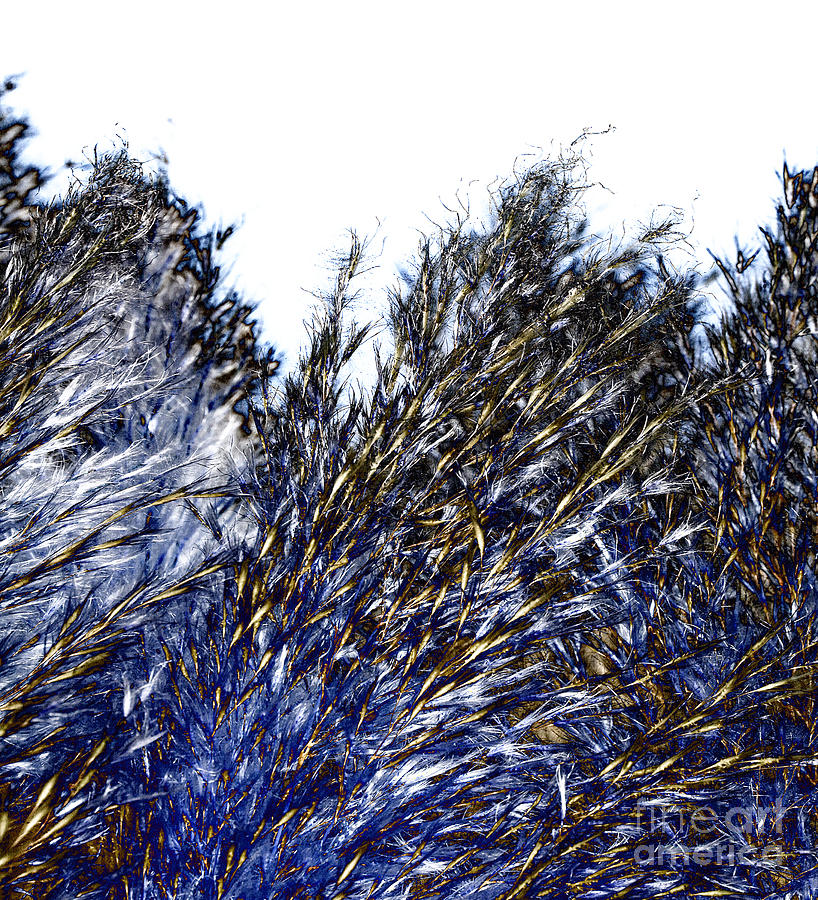 Grass solarisation Digital Art by Rudi Prott
